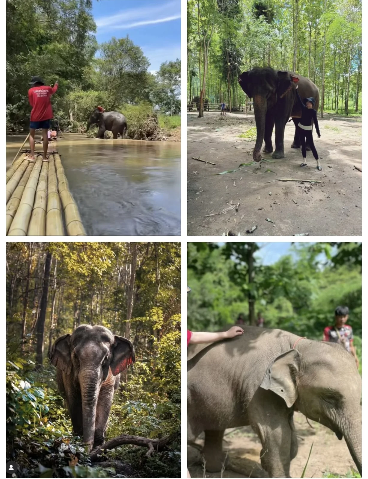 Elephant Jungle Sanctuary