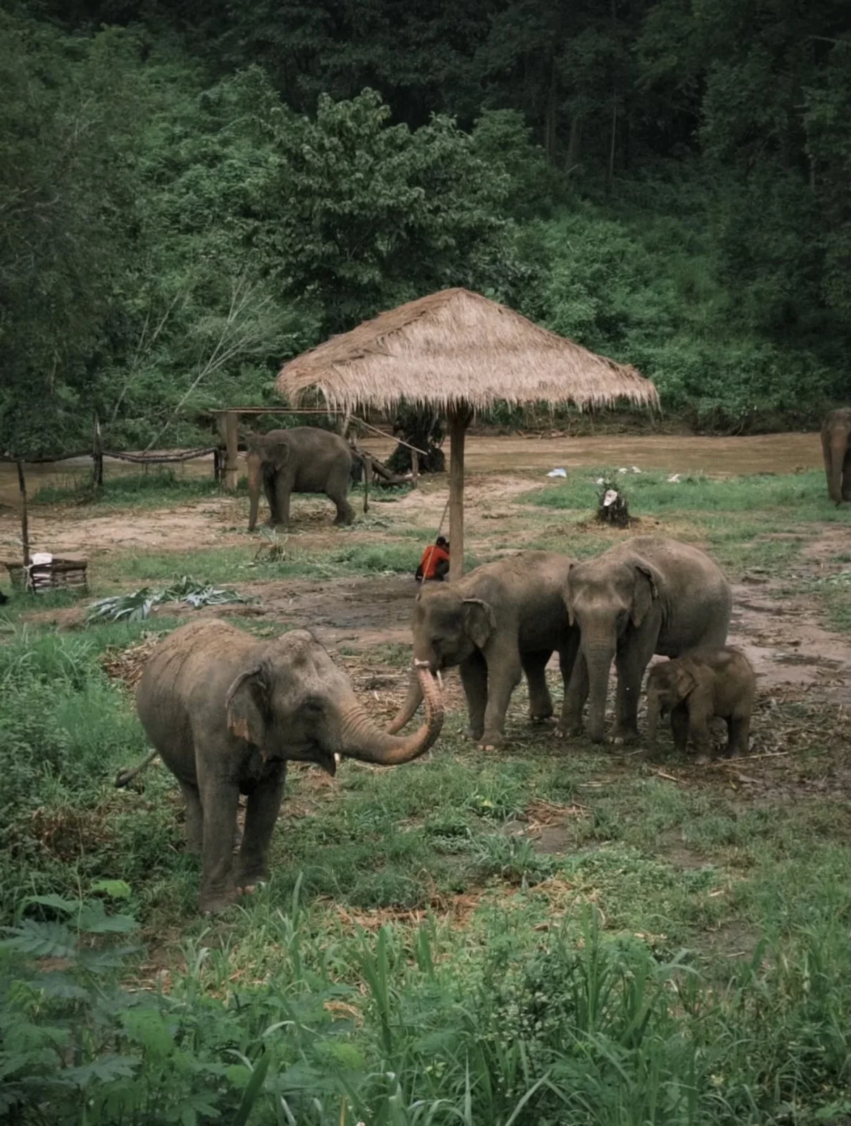 Elephant Jungle Sanctuary