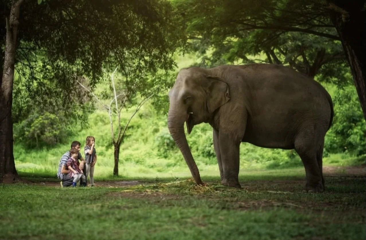 Elephant Jungle Sanctuary
